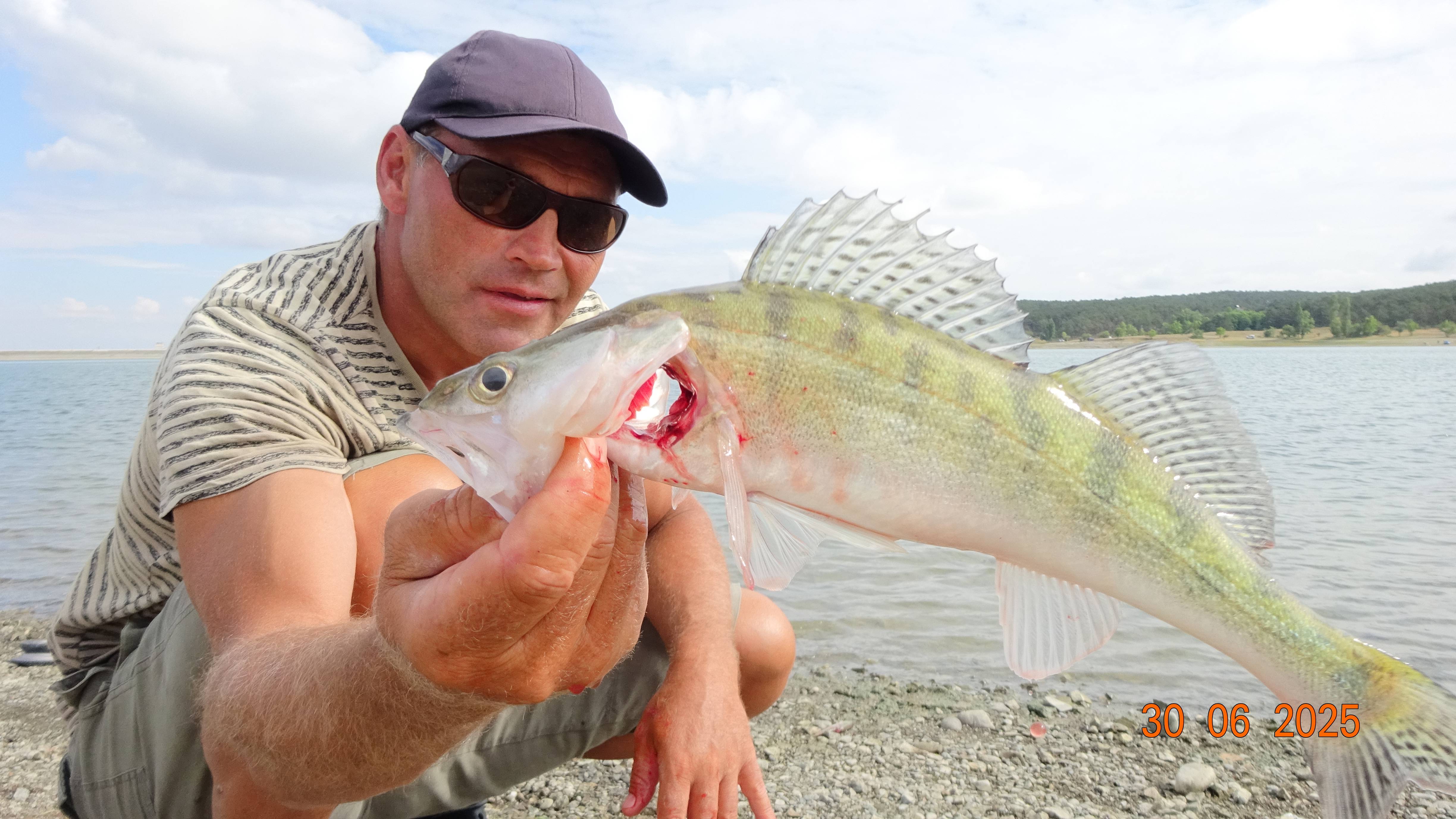 ТРИ ХИЩНИКА.СУДАК ЩУКА ОКУНЬ В КОНЦЕ ИЮНЯ НА ЖИВЦА.2025.