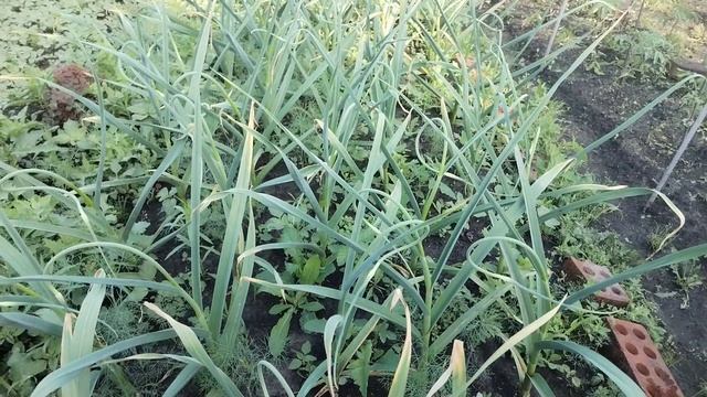 Жара.🔥 Пропалываю и прореживаю морковь.🥕🥕🥕