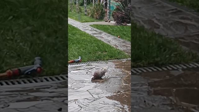 Андрюха вернулся