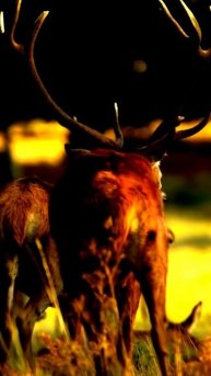 Камера не могла пропустить