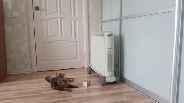Китти и кубик Рубика: опасная игра за обогревателем!
