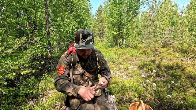 ГРИБЫ ПОШЛИ. ГРИБНОЕ МЕСТО УДИВИЛО. СБОР ГРИБОВ НА СЕВЕРЕ. КАК ПРАВИЛЬНО СОБИРАТЬ ПОДОСИНОВИКИ.