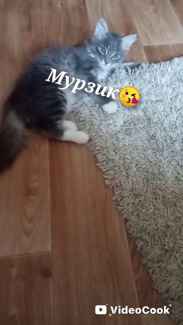 мой Мурзик 😘🥰😍