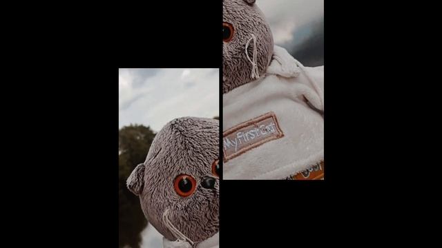 а ведь это правда... #басики #КотБасик