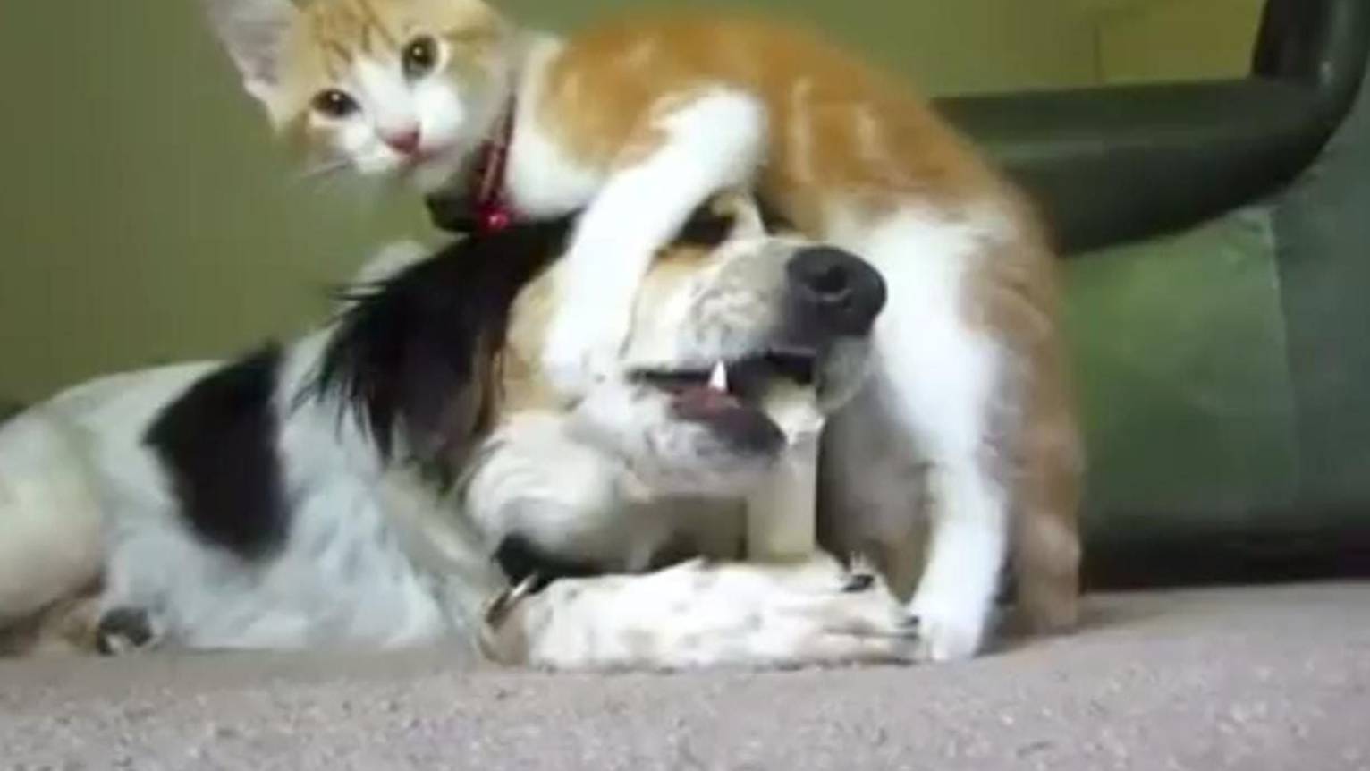 Смешные КОТЫ И Собаки Приколы - с животными.