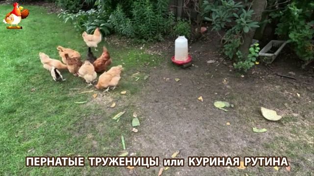 Куры несушки свободного выгула и их обычная куриная рутина – эпизод (500)