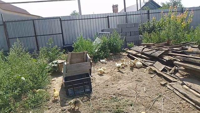30 июня, гусята на новом месте