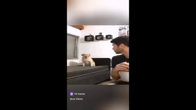 Животные в своём репертуар.