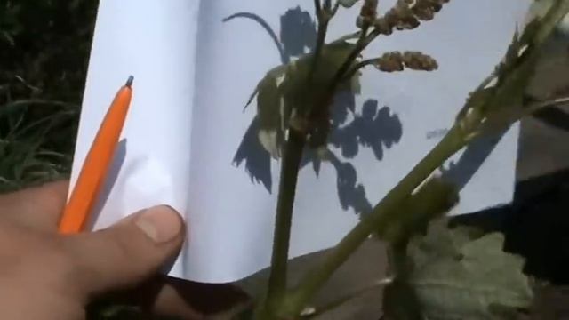 Виноград. Фасциация на кустах