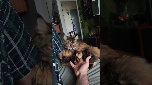 maine coon girl