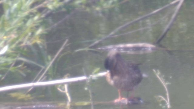 утки в телескоп 150750 на камеру для телескопов примерно 500 крат , 400 метров (5)