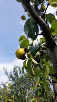 1000045524.mp4дача.30.06.2025г.