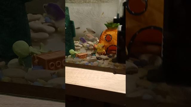 рыбки и аквариум