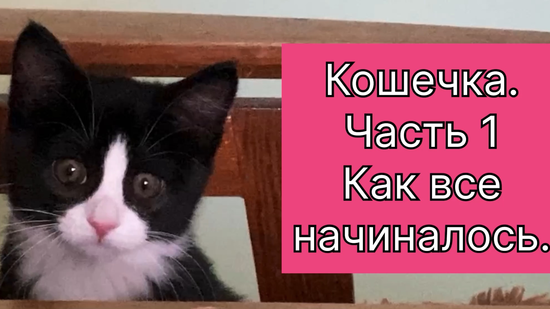 Мы взяли себе котенка. Как все начиналось. Часть 1. 30 июня 2025 г.