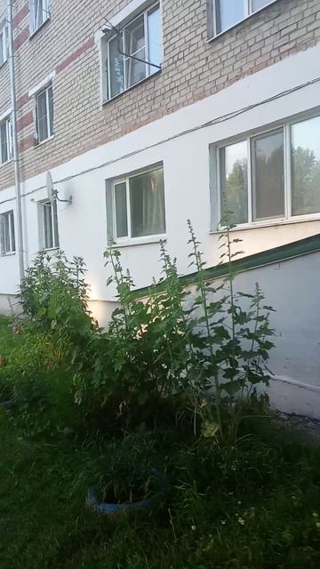 Живое общение