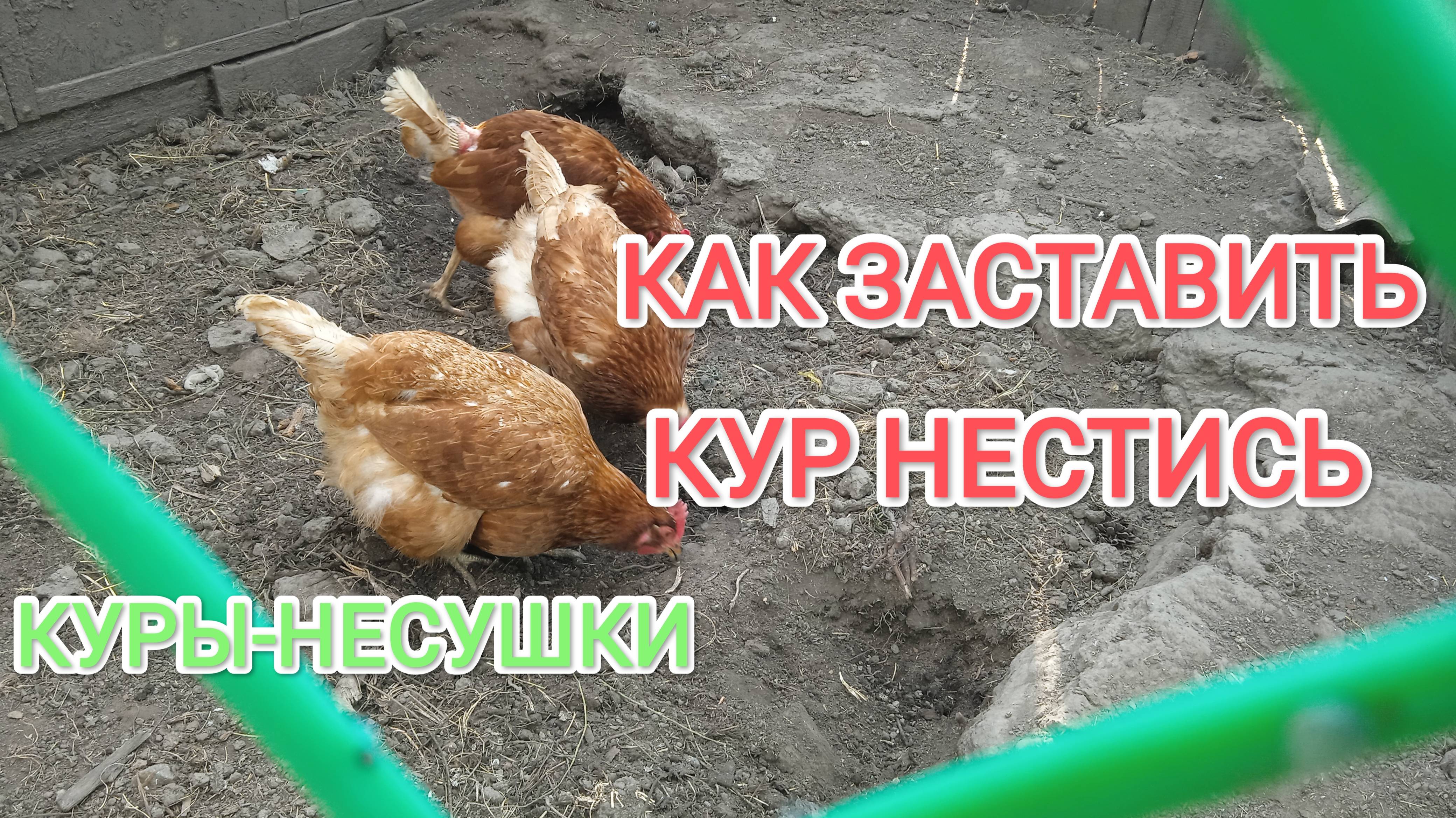 Куры несушки Как заставить кур нестись