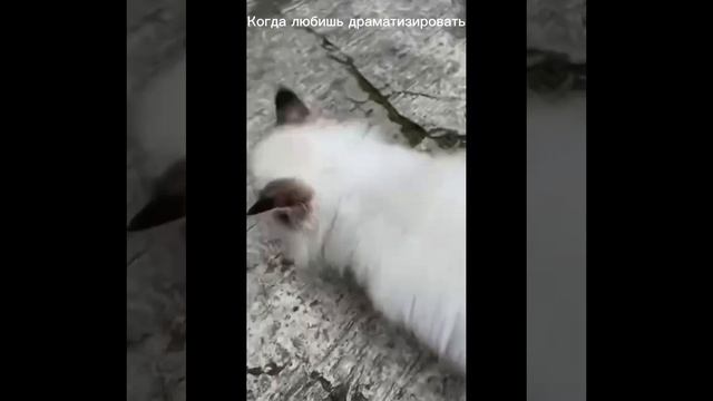 Сборник видео.