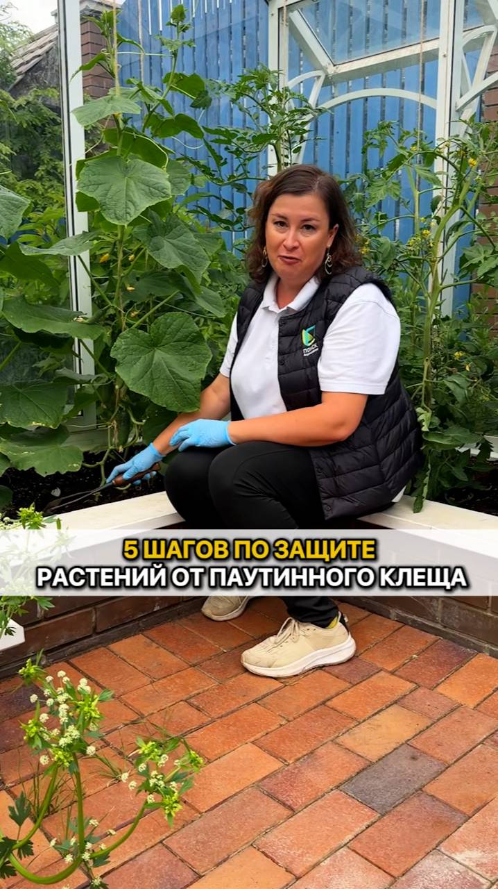 5 ШАГОВ как защитить растения от паутинного клеща!