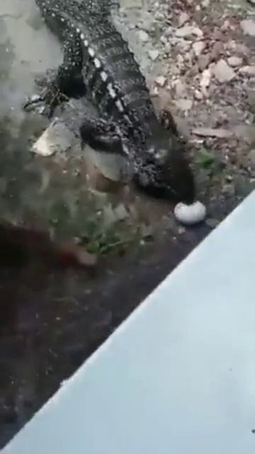это было его последнее видео 🫣😭😭😭😭😭😔😔😔🤕🤕