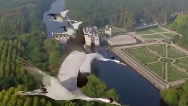 Журавли Ю.Кость и А.Кобяков