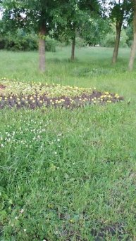 Клумба, занимаюсь скандинавской ходьбой, 24 июня 2025.