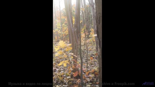 Леса звучат как личный саундтрек к мечтам - Meaningful (Connection) -- Tadz -- Soul Symphonies Vol.1