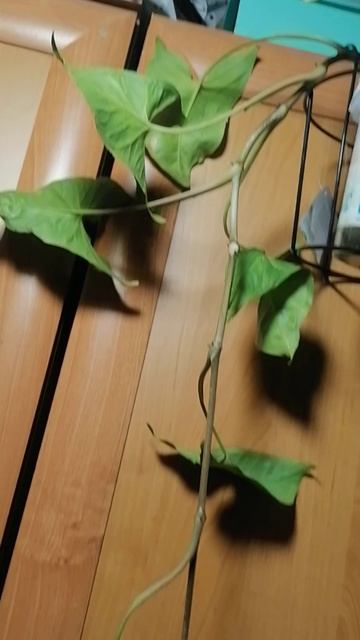 VID_20250626_031458.mp4