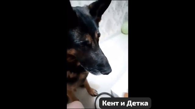 Найденный в сугробе щенок нашел в НО и маму,и папу.Из сугроба спасла,лечила в своей квартире Наташа