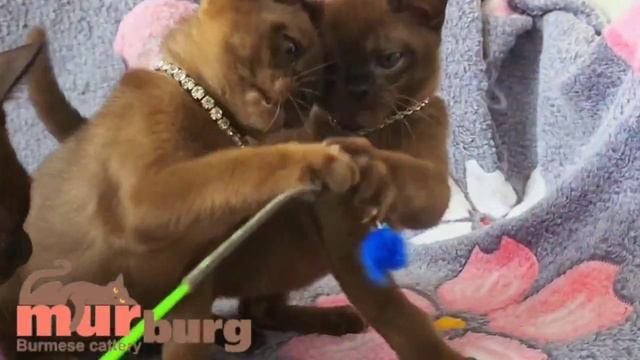 "MURBURG" питомник кошек бурманской породы