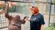 ЭТО УЖАС! Что в голове этой спортсменки, которая давала КУРИТЬ ВЕЙП нашей любимице орангутану Дане?
