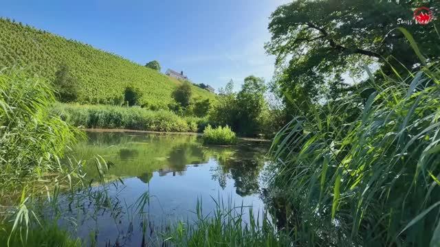 Жизнь в сельской местности Швейцарии🇨🇭Спокойная прогулка в Тургау ШВЕЙЦАРИЯ