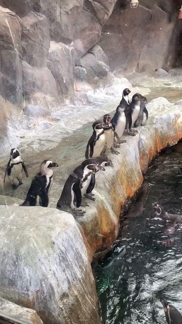 Пингвины, #московскийзоопарк