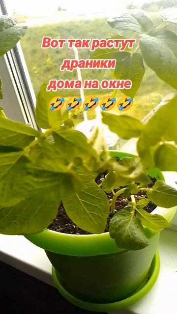 Драники на подоконнике