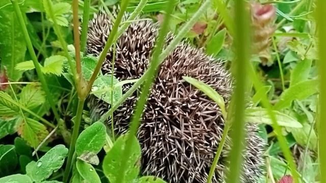 Загадочный ёжик обнаружен в лесах Шемордана!