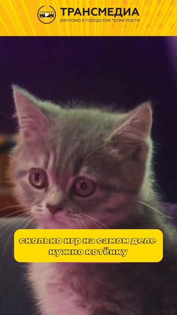 кошачий подкаст