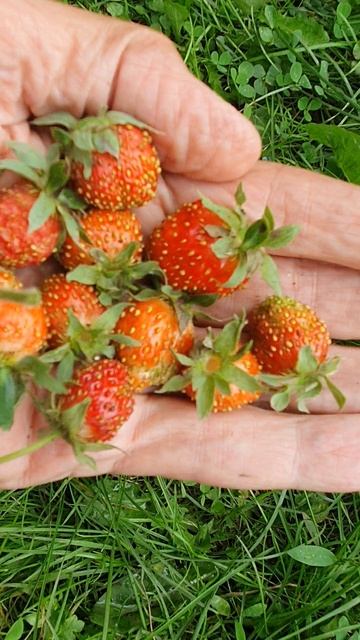 Лохматушки мои