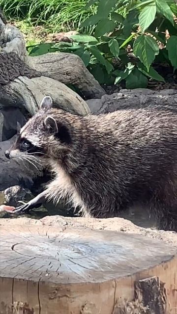 #енот #московскийзоопарк