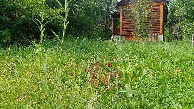 Луна глядит в окно сквозь...