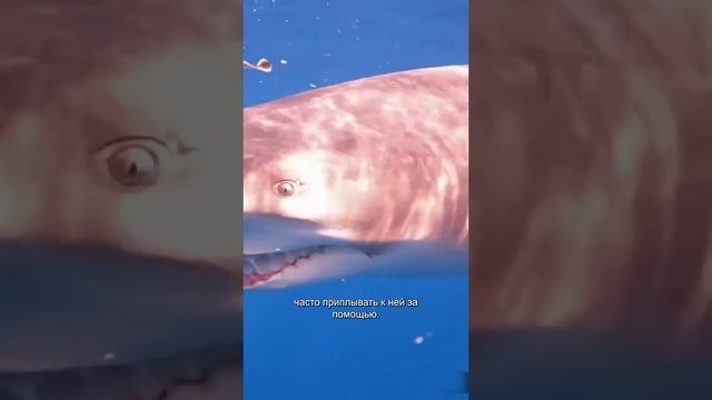 Человек снял рыболовный крючок из акул.