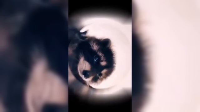 Енот танцует