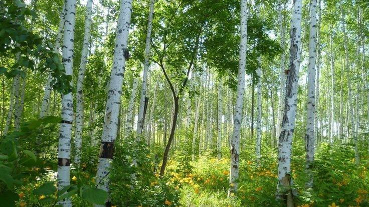 Гляжу в озера синие