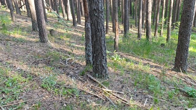 16. Гора Теплая (728 метров). 1 июня 2025 года.