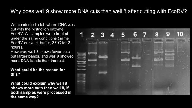 Why does one well show more DNA cuts than another same sample after cutting with EcoRV?