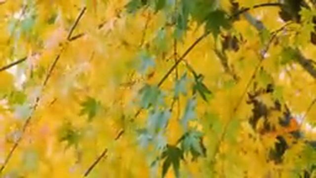 Природа и Осень: Золотые Краски и Тихая Гармония, ч.19