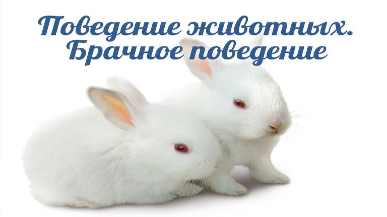 Брачное поведение животных # 1.10. Ухаживание в мире животных. Песня птиц