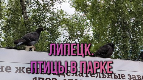 #37 Липецк. Птицы в парке.