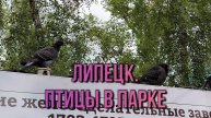Липецк. Птицы в парке.