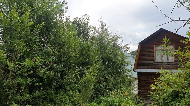 Зарос мой сад...