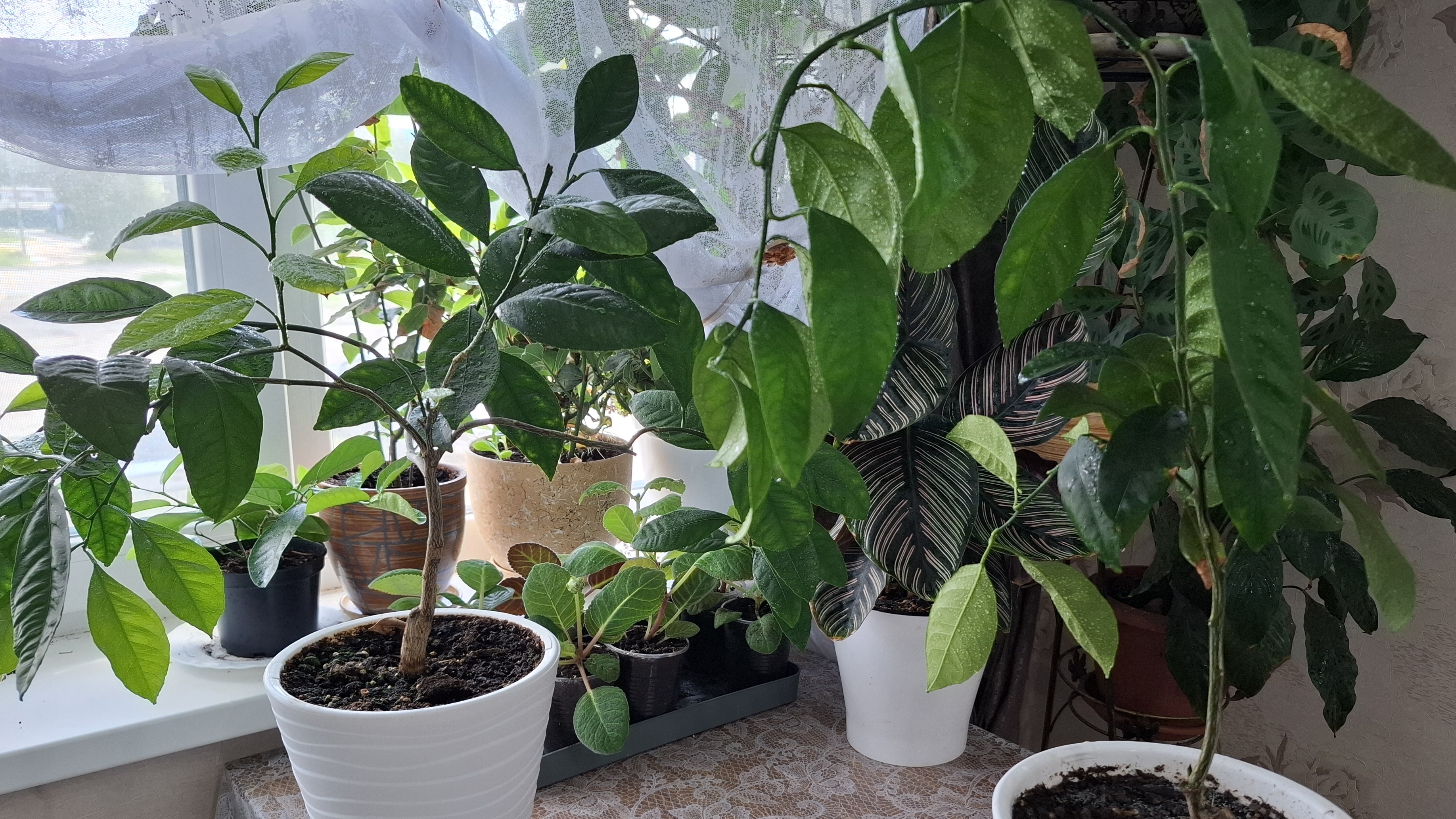 Комнатный мандарин Уншиу, апельсин Вашингтон.