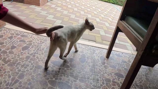 Котогипноз ориентал сиамский
